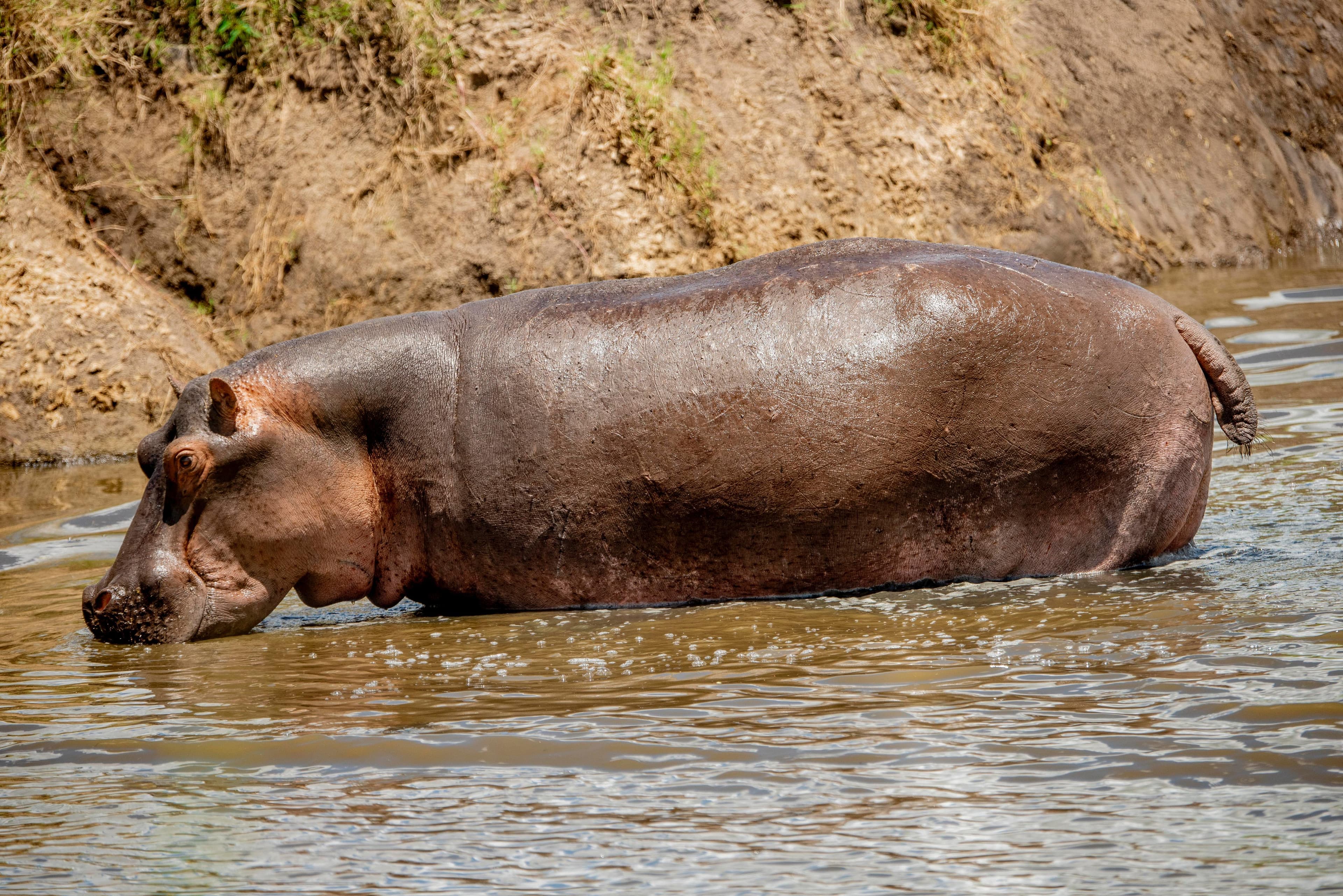 Ngorongoro Crater