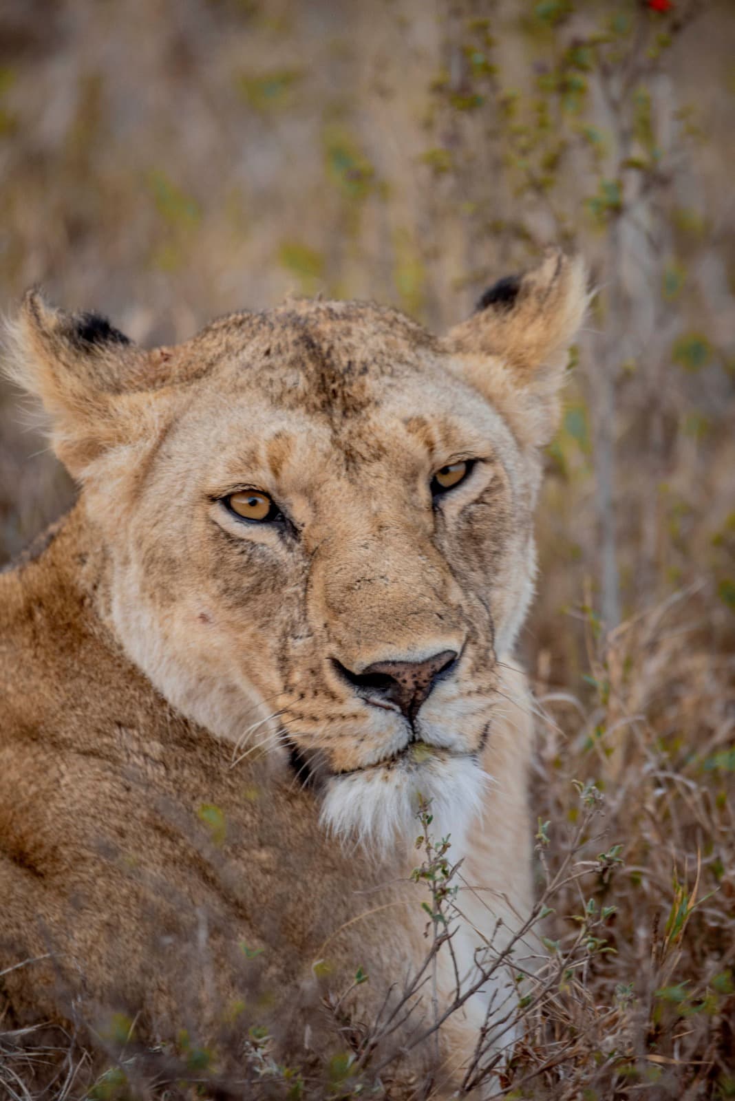 5 days 4 nights experience-tarangire-serengeti-ngorongoro crater