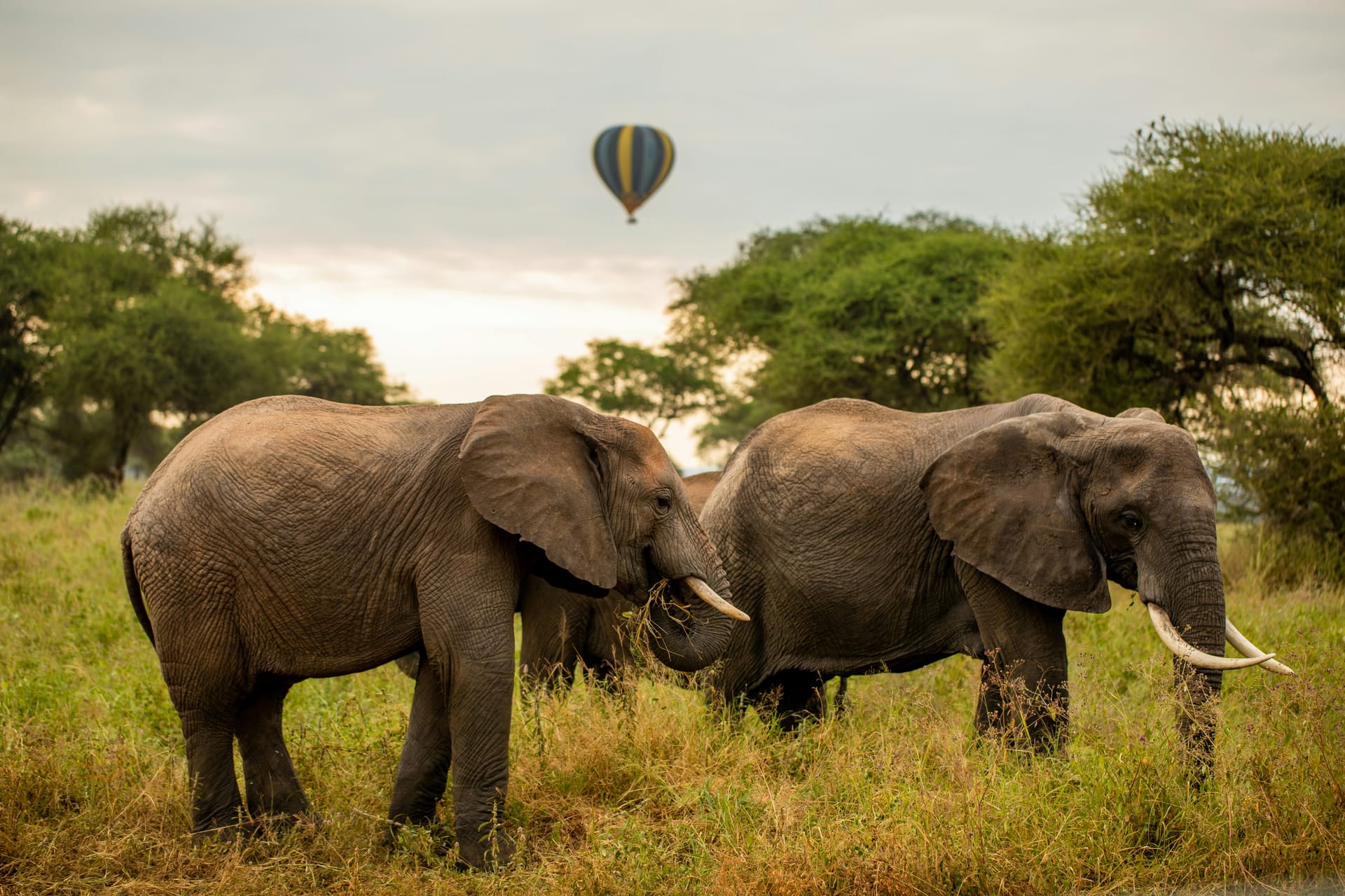 African Safari Background